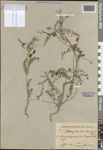 Astragalus schmalhausenii Bunge, Middle Asia, Western Tian Shan & Karatau (M3) (Uzbekistan)