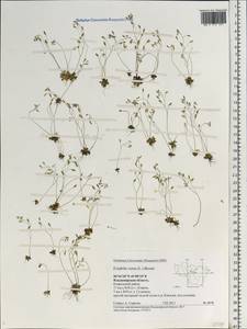 Draba verna L., Eastern Europe, Central region (E4) (Russia)