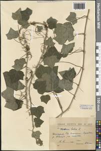 Hedera helix L., Western Europe (EUR) (Bulgaria)