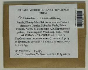 Drepanium fastigiatum (Brid.) Lange & C.E.O. Jensen, Bryophytes, Bryophytes - Western Siberia (including Altai) (B15) (Russia)