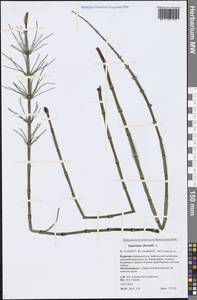 Equisetum fluviatile L., Siberia, Baikal & Transbaikal region (S4) (Russia)