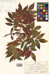 Sorbus commixta Hedl., Siberia, Russian Far East (S6) (Russia)