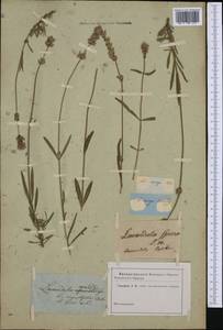 Lavandula angustifolia Mill., Botanic gardens and arboreta (GARD) (Russia)