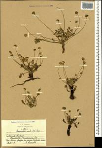 Chamaesciadium acaule (M. Bieb.) Boiss., Caucasus, Stavropol Krai, Karachay-Cherkessia & Kabardino-Balkaria (K1b) (Russia)