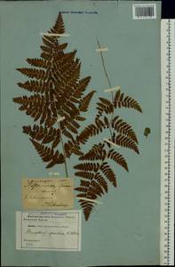 Dryopteris carthusiana (Vill.) H. P. Fuchs, Eastern Europe, North-Western region (E2) (Russia)