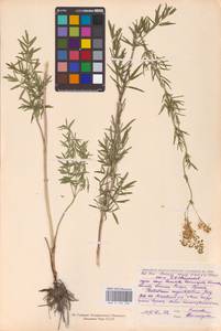Thalictrum lucidum L., Eastern Europe, North-Western region (E2) (Russia)