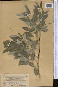 Elaeagnus angustifolia subsp. orientalis (L.) Soják, Middle Asia, Kopet Dag, Badkhyz, Small & Great Balkhan (M1) (Turkmenistan)