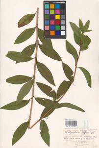 Syringa vulgaris L., Eastern Europe, North Ukrainian region (E11) (Ukraine)