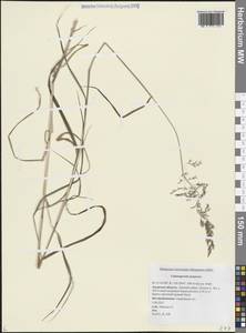 Calamagrostis purpurea (Trin.) Trin., Siberia, Russian Far East (S6) (Russia)