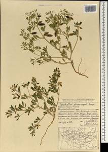 Zygophyllum pterocarpum Bunge, Mongolia (MONG) (Mongolia)