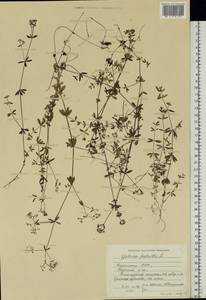 Galium palustre L., Eastern Europe, Northern region (E1) (Russia)