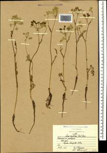 Carum meifolium (M. Bieb.) Boiss., Caucasus, Krasnodar Krai & Adygea (K1a) (Russia)