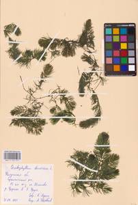 Ceratophyllum demersum L., Eastern Europe, Central region (E4) (Russia)