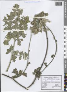 Seseli transcaucasicum (Schischk.) Pimenov & Sdobnina, South Asia, South Asia (Asia outside ex-Soviet states and Mongolia) (ASIA) (Iran)