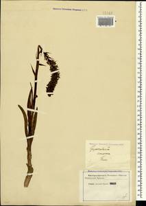 Gymnadenia conopsea (L.) R.Br., Crimea (KRYM) (Russia)