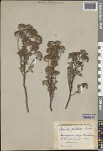 Spiraea pilosa Franch., Middle Asia, Western Tian Shan & Karatau (M3) (Kazakhstan)