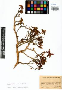 Rhododendron adamsii Rehder, Siberia, Baikal & Transbaikal region (S4) (Russia)