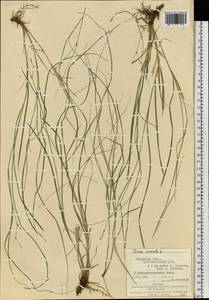 Carex remota L., Eastern Europe, West Ukrainian region (E13) (Ukraine)