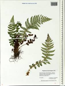 Polystichum braunii (Spenn.) Fée, Siberia, Chukotka & Kamchatka (S7) (Russia)