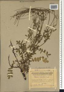 Poterium sanguisorba subsp. polygamum (Waldst. & Kit.) Asch. & Graebn., Caucasus, Armenia (K5) (Armenia)