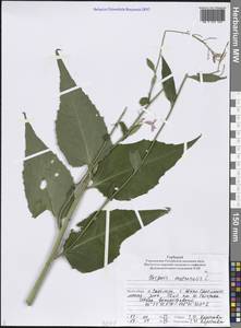 Hesperis matronalis L., Siberia, Russian Far East (S6) (Russia)