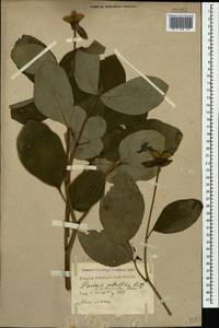 Paeonia daurica subsp. daurica, Caucasus, Black Sea Shore (from Novorossiysk to Adler) (K3) (Russia)