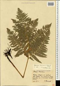 Pteridium aquilinum subsp. aquilinum, Crimea (KRYM) (Russia)