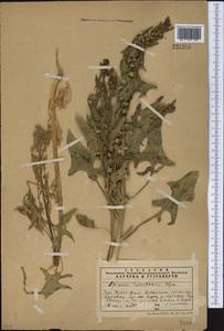 Spinacia oleracea subsp. turkestanica (Iljin) Del Guacchio & P. Caputo, Middle Asia, Western Tian Shan & Karatau (M3) (Kazakhstan)