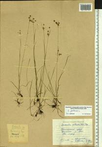 Luzula pallescens Sw., Siberia, Russian Far East (S6) (Russia)
