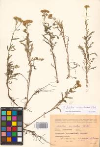 Achillea micrantha Willd., Eastern Europe, South Ukrainian region (E12) (Ukraine)