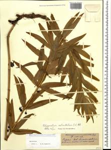 Polygonatum verticillatum (L.) All., Caucasus, Dagestan (K2) (Russia)