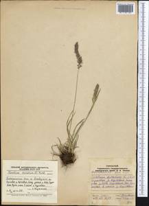 Koeleria spicata (L.) Barberá, Quintanar, Soreng & P.M.Peterson, Middle Asia, Pamir & Pamiro-Alai (M2) (Tajikistan)