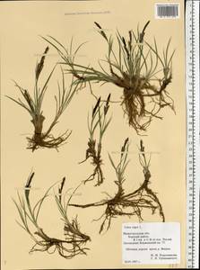 Carex nigra (L.) Reichard, Eastern Europe, Volga-Kama region (E7) (Russia)