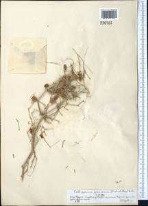 Calligonum junceum (Fisch. & C. A. Mey.) Litv., Middle Asia, Syr-Darian deserts & Kyzylkum (M7) (Kazakhstan)