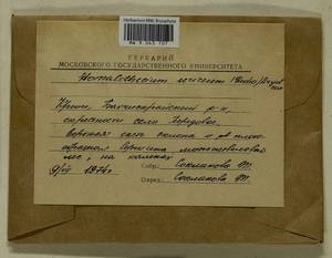 Homalothecium sericeum (Hedw.) Schimp., Bryophytes, Bryophytes - Crimea (B3a) (Russia)