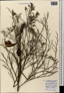 Limonium platyphyllum Lincz., Caucasus, Black Sea Shore (from Novorossiysk to Adler) (K3) (Russia)