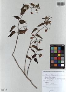 Solanum dulcamara L., Siberia, Altai & Sayany Mountains (S2) (Russia)