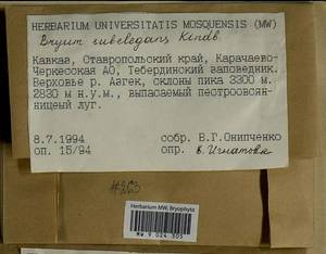 Rosulabryum moravicum (Podp.) Ochyra & Stebel, Bryophytes, Bryophytes - North Caucasus & Ciscaucasia (B12) (Russia)