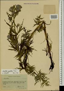 Aconitum variegatum subsp. nasutum (Fischer ex Rchb.) Götz, Caucasus, Stavropol Krai, Karachay-Cherkessia & Kabardino-Balkaria (K1b) (Russia)