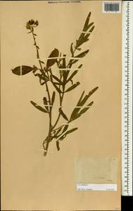 Crotalaria, South Asia, South Asia (Asia outside ex-Soviet states and Mongolia) (ASIA) (Philippines)