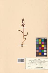 Dactylorhiza viridis (L.) R.M.Bateman, Pridgeon & M.W.Chase, Siberia, Russian Far East (S6) (Russia)