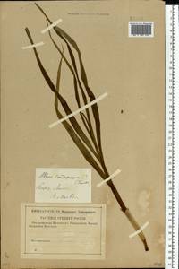 Allium scorodoprasum L., Eastern Europe, Central forest-and-steppe region (E6) (Russia)
