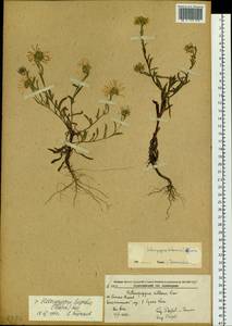 Aster hispidus Thunb., Siberia, Russian Far East (S6) (Russia)