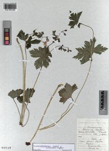 KUZ 000 288, Geranium albiflorum Ledeb., Siberia, Altai & Sayany Mountains (S2) (Russia)