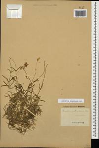 Cerastium argenteum M. Bieb., Caucasus, Georgia (K4) (Georgia)