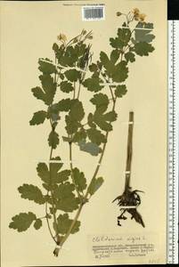 Chelidonium majus L., Eastern Europe, South Ukrainian region (E12) (Ukraine)