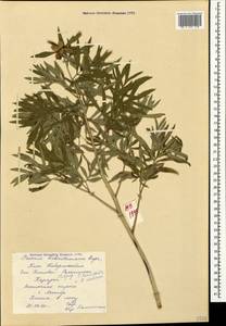 Paeonia tenuifolia var. biebersteiniana (Rupr.) N. Busch, Crimea (KRYM) (Russia)