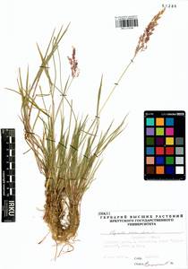 Agrostis stolonifera L., Siberia, Baikal & Transbaikal region (S4) (Russia)