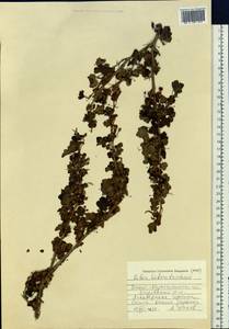 Ribes heterotrichum C.A. Mey., Siberia, Western (Kazakhstan) Altai Mountains (S2a) (Kazakhstan)