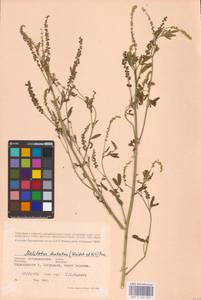 Melilotus dentatus (Waldst. & Kit.) Desf., Eastern Europe, Lower Volga region (E9) (Russia)